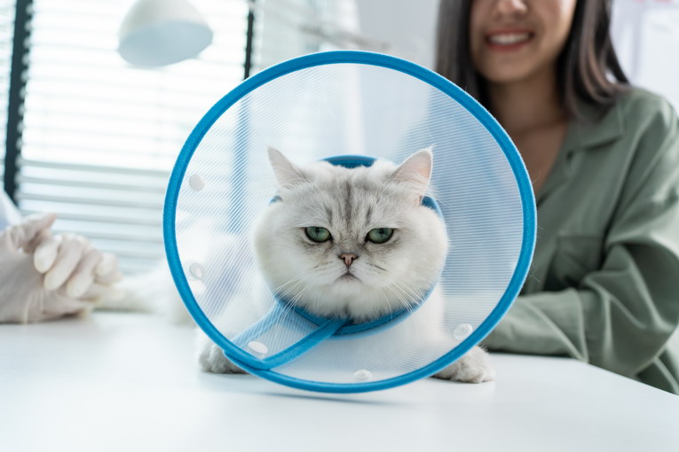 Come risparmiare sull’assicurazione per animali domestici