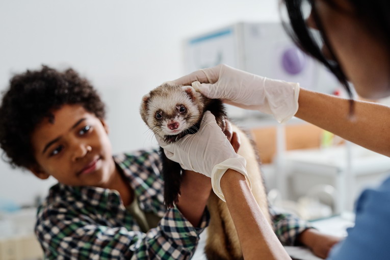 Le migliori assicurazioni per animali esotici